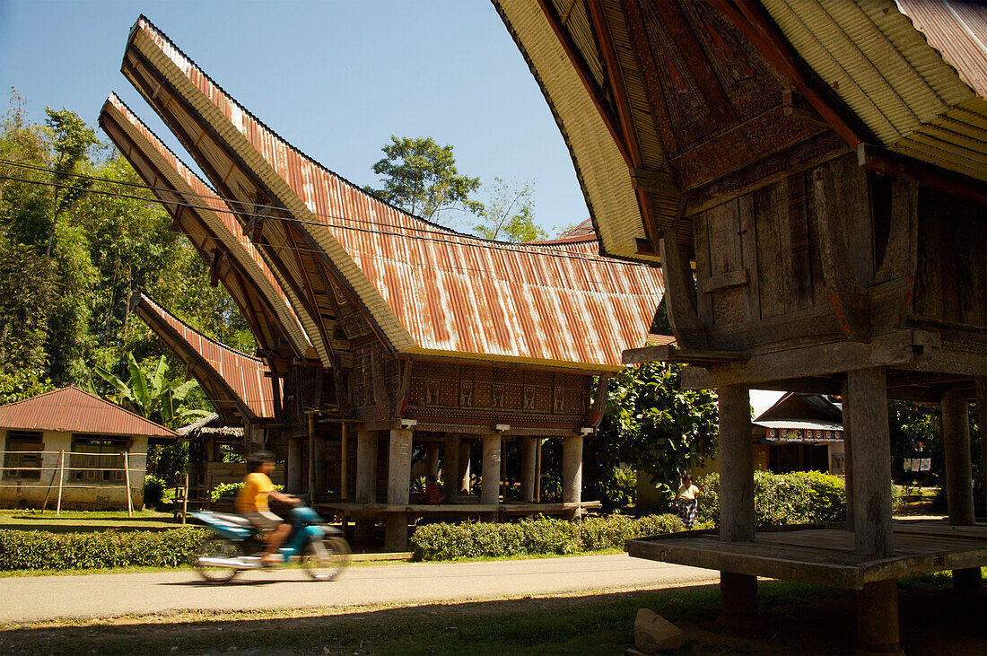Traditionelle Tongkonan-Häuser und ein Mann am Steuer eines Motorrads