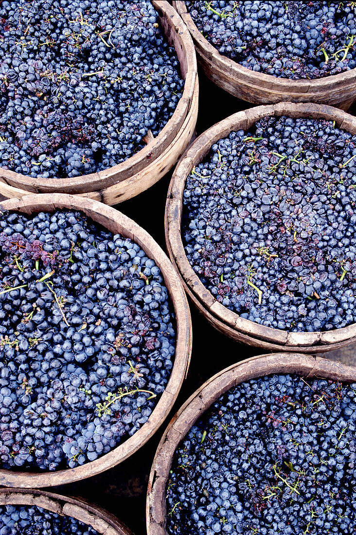 Barrels With Freshly Harvested Grapes