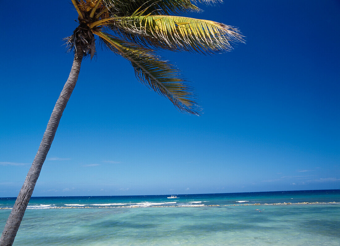 Palme an der Nordküste bei Montego Bay, Jamaika