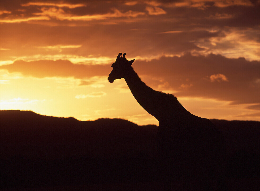 Giraffe At Dawn In Maasai (Masai) Mara Game Reserve,Kenya