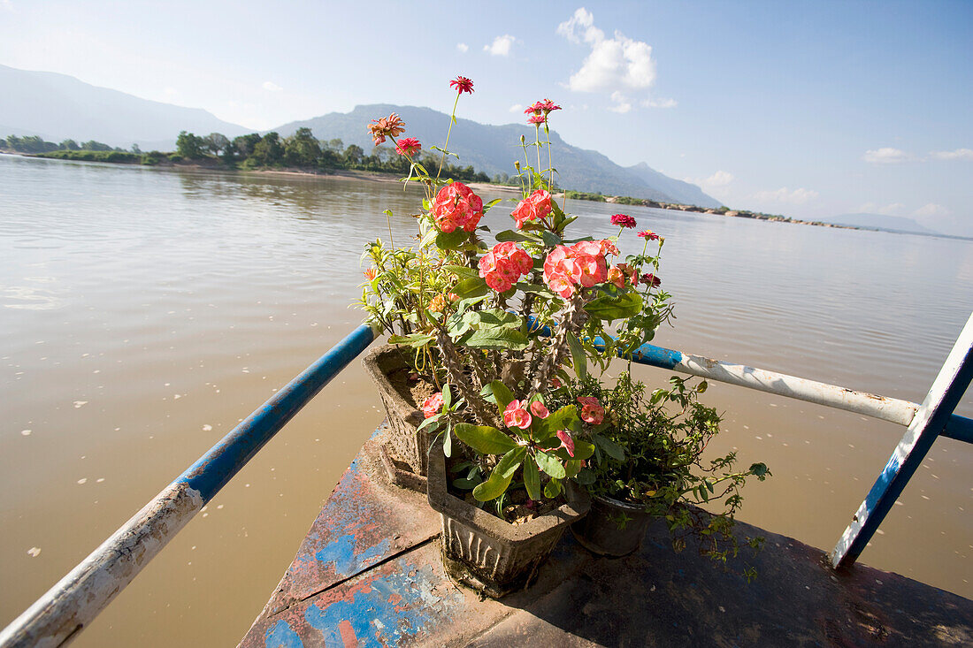 Blumen auf der Vorderseite einer Fähre auf dem Mekong-Fluss, Laos