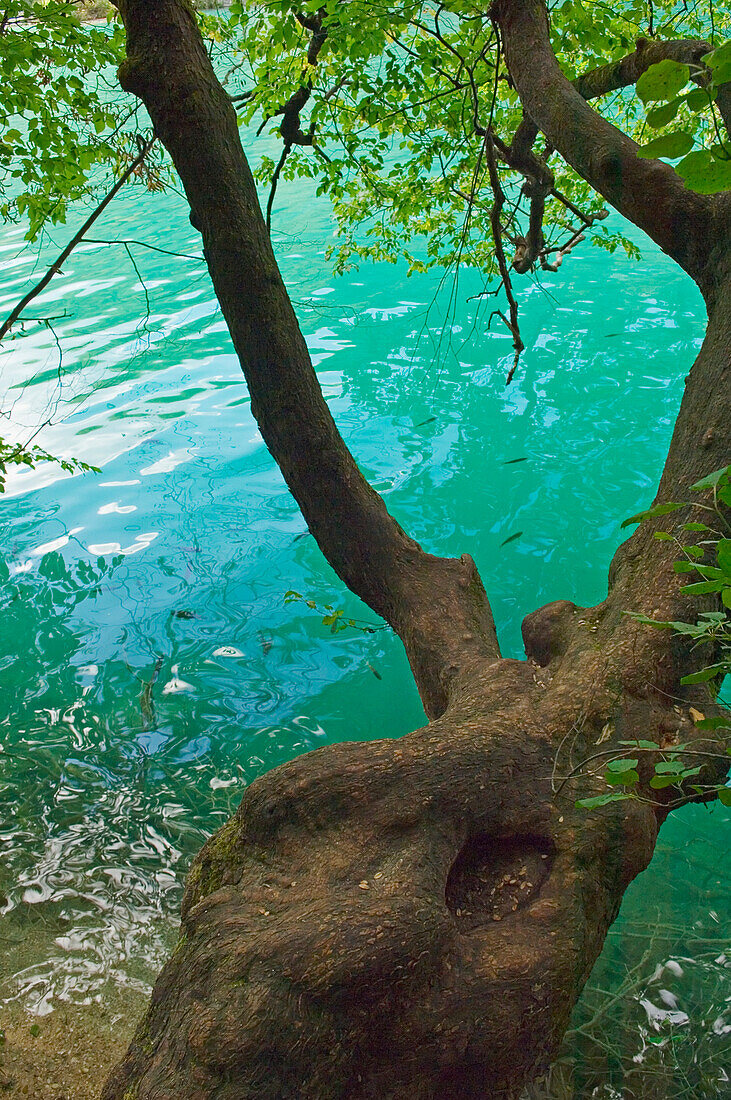 Tree Over River In Plitvice Lakes National Park, Croatia