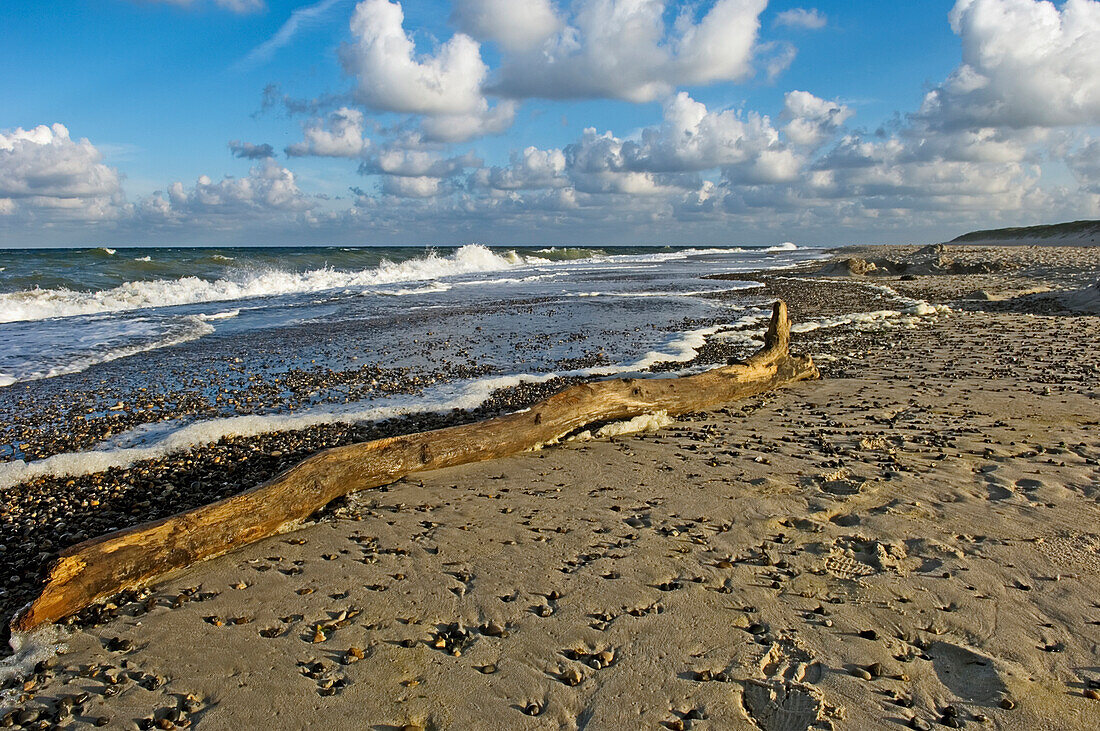 Drift Wood On Beach At West Jutland, Jutland,Denmark