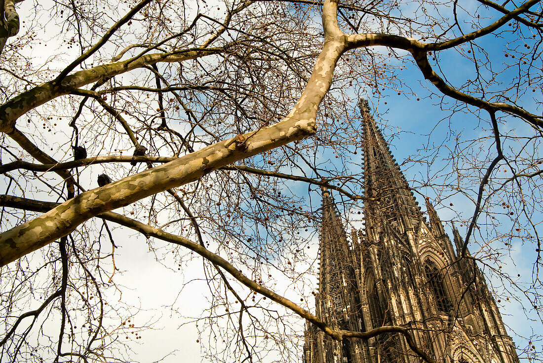 Cologne Cathedral (Kolner Dom) Through Tree Branches, Cologne,Germany