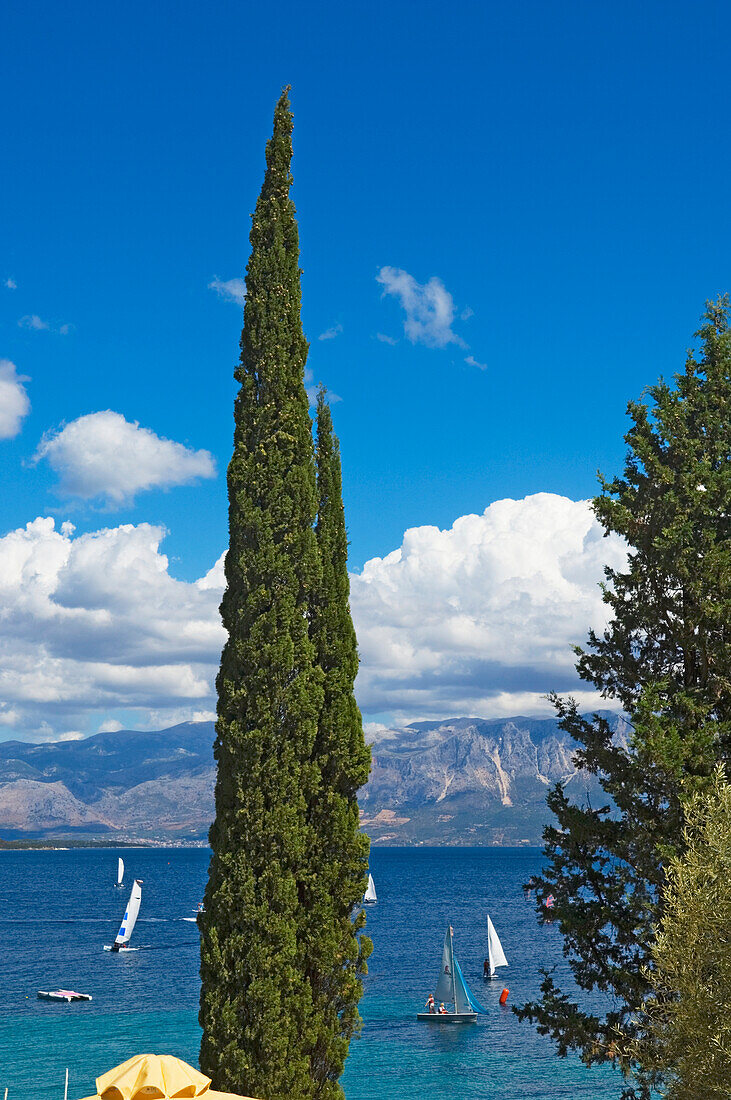 Sailboats At Sea With Cypress Tree In Foreground, Lefkas,Ionian Islands,Greece