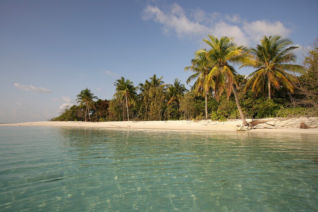 Palm Tree Lined Beach, Dhuni Kolhu Island,Maldives