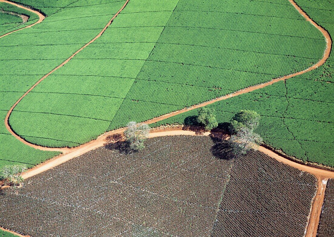 Tracks Through The Lujeri Tea Estate Beneath Mt Mulanje,Malawi.