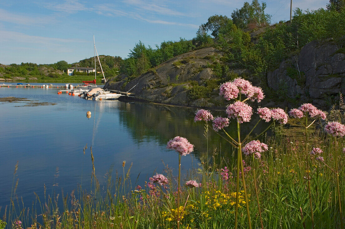 Wildblumen am Ufer der Insel Flaton, Bohuslaner Schären, Schweden