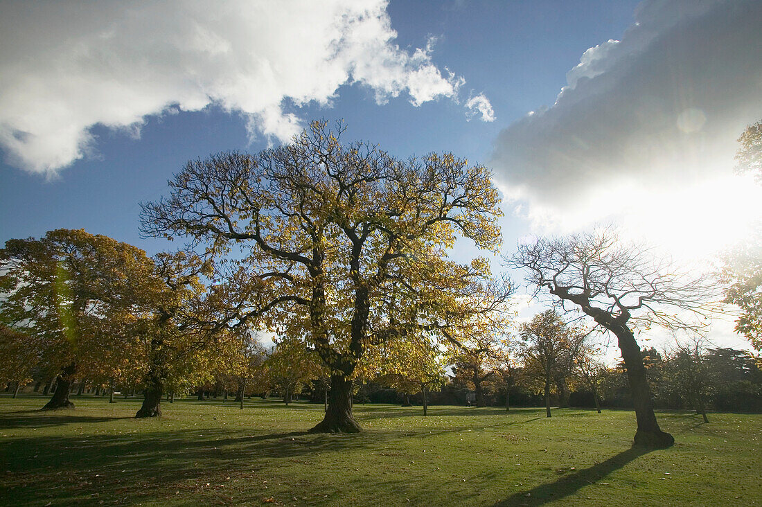 Trees In Greenwich Park, London,Uk