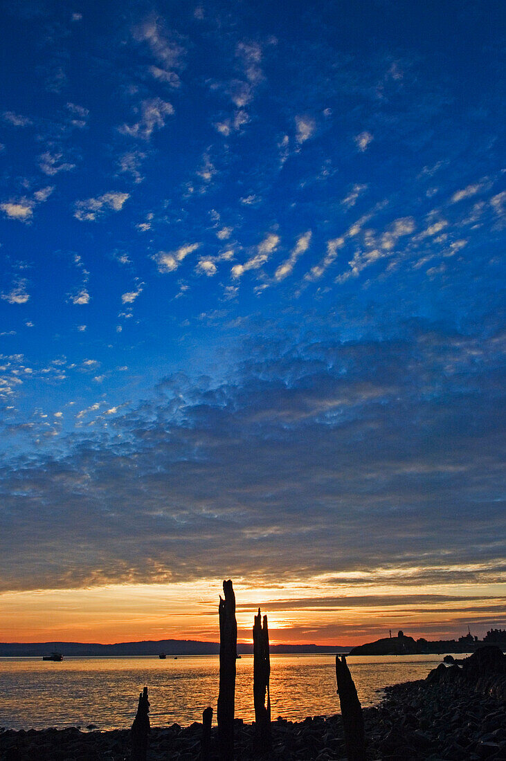 Silhouette Of Tree Stumps At Sunset, Holy Island,Northumberland,Uk