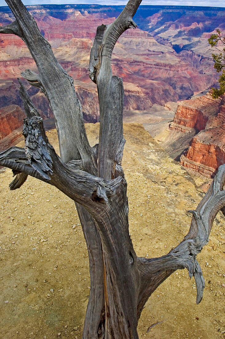 Südlicher Rand des Grand-Canyon-Nationalparks, Arizona,USA