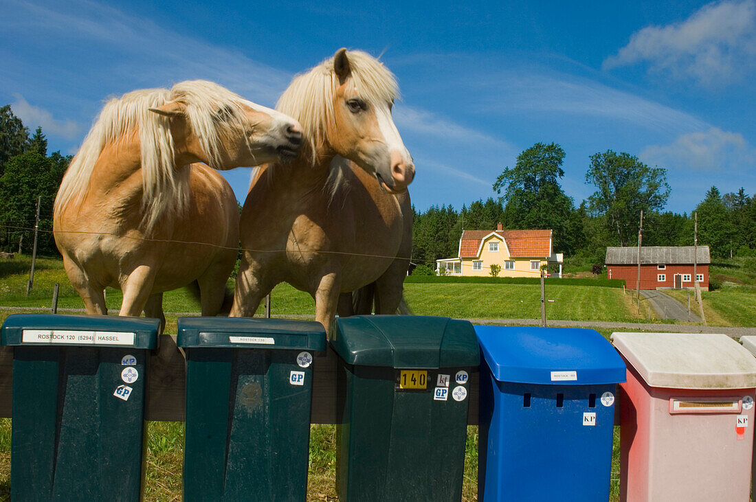 Zwei Pferde bei Briefkästen, Schweden