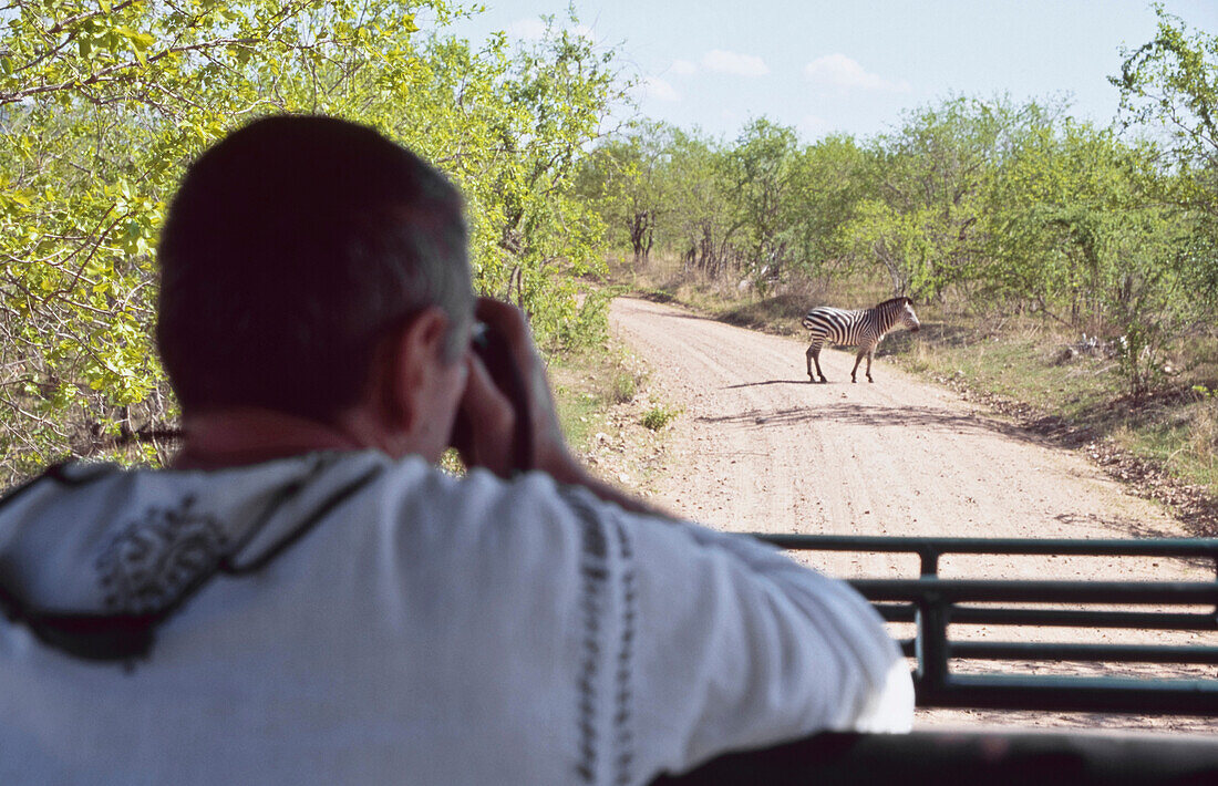 Viewing Zebra From Safari Vehicle,Ruaha National Park,Tanzania