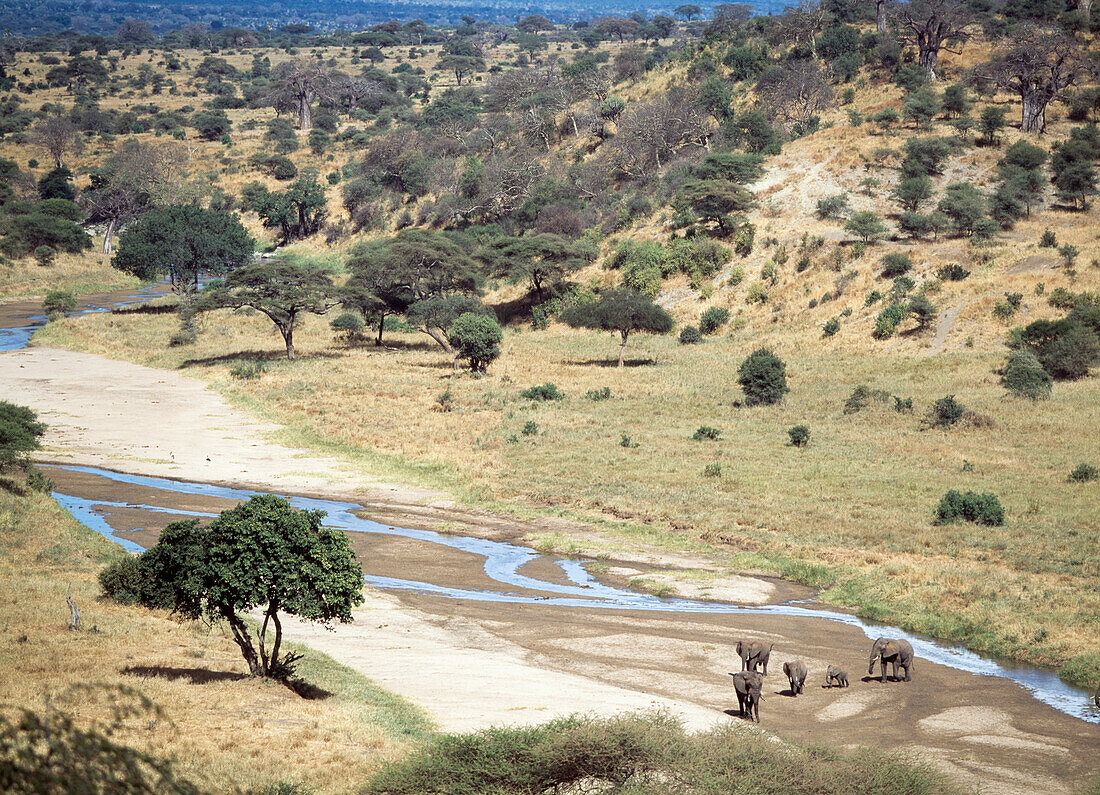 Elephants On The Riverbed Of The Tarangire River In Tarangire National Park,Tanzania.