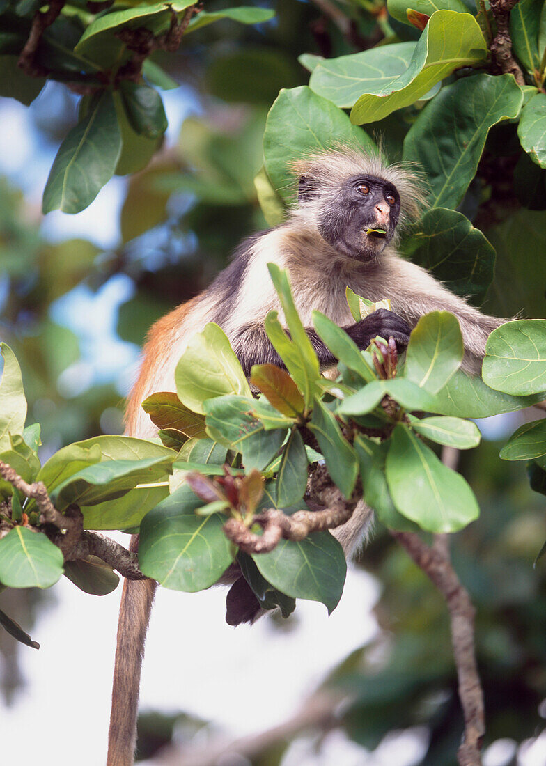 Roter Colobus-Affe frisst Blätter in den Bäumen im Jozani Forest, Sansibar, Tansania.