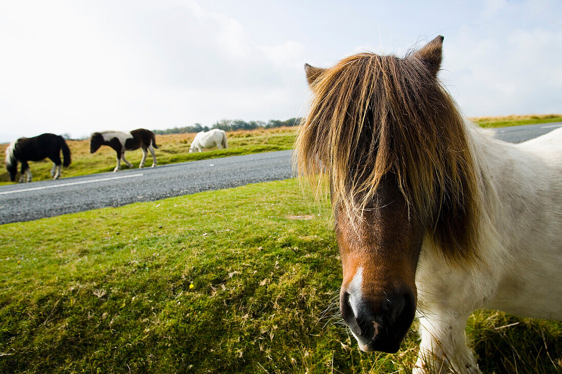 Wild Horses Grazing On Moorland, Dartmoor National Park,Dunsford,Devon,Uk