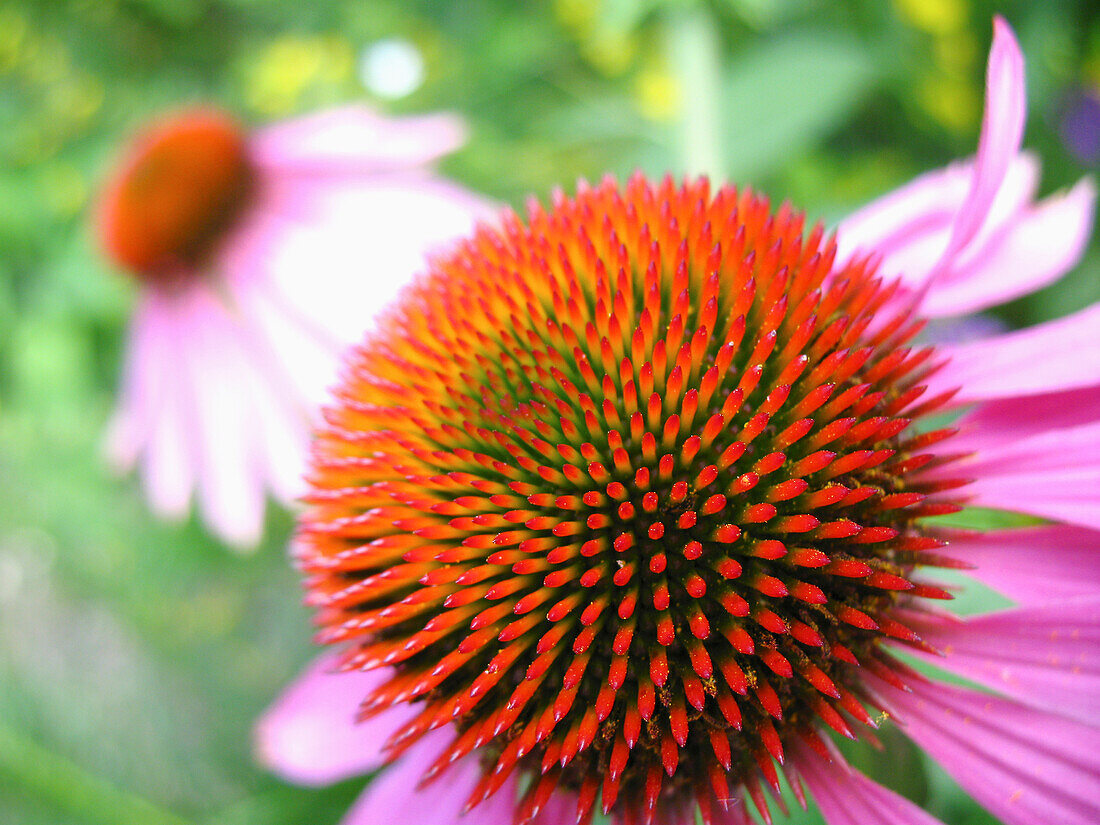 Echinacea Flower,Close-Up