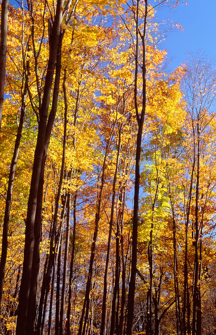 Wald im Herbst