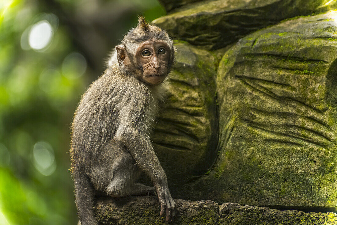 Scene In Monkey Forest; Ubud, Bali Island, Indonesia