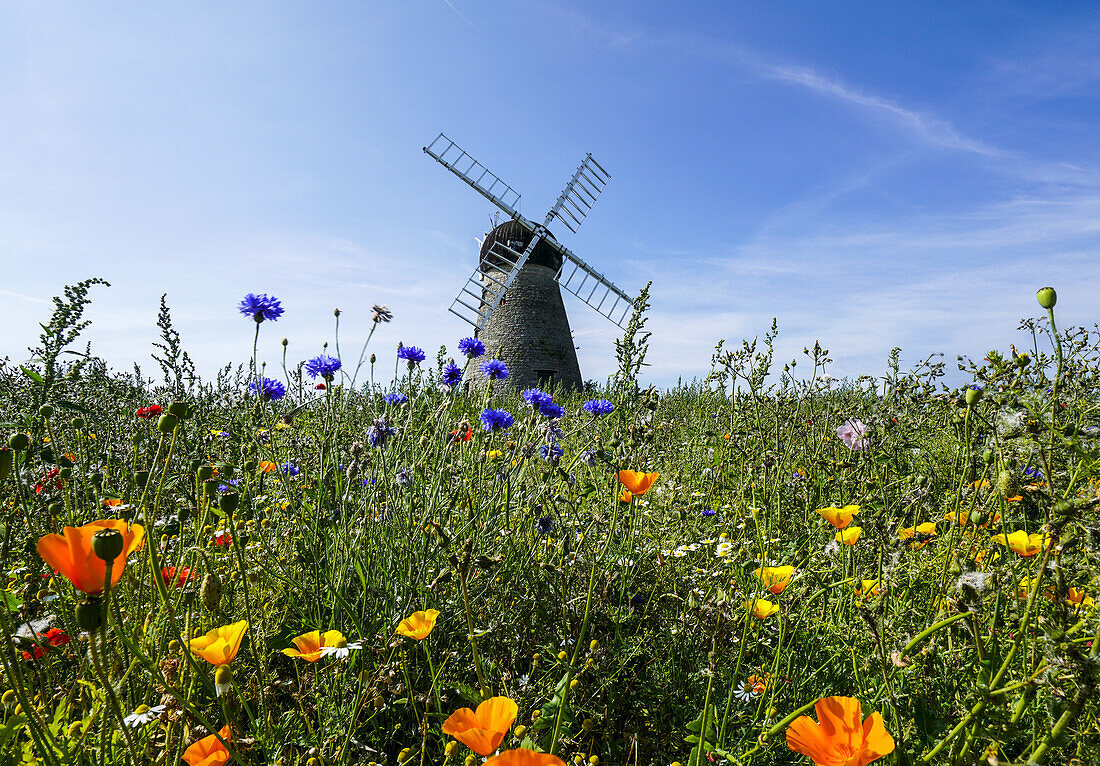 Ein Windrad vor blauem Himmel und Wolken mit einem Feld von Wildblumen im Vordergrund; Whitburn, Tyne And Wear, England.