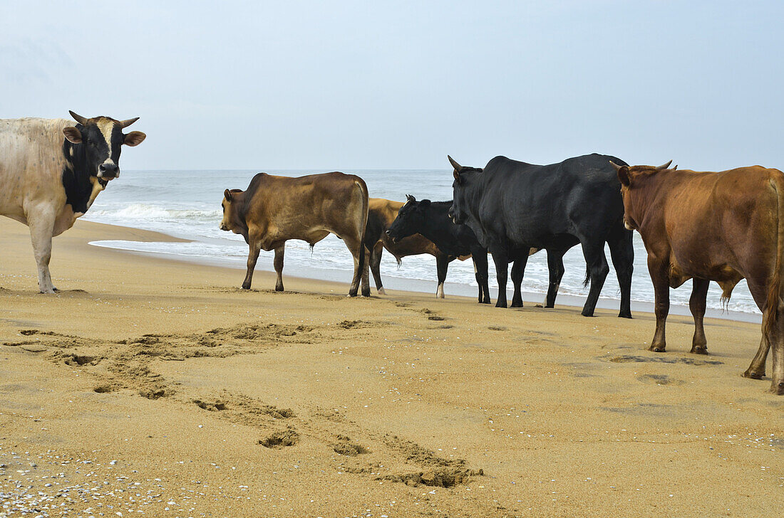 Kühe am Strand; Dorf Kadappuram, Bezirk Thrissur, Kerala, Indien