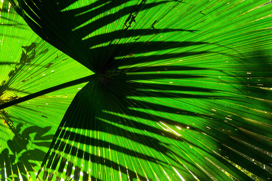 Close-Up Of Palm Fronds