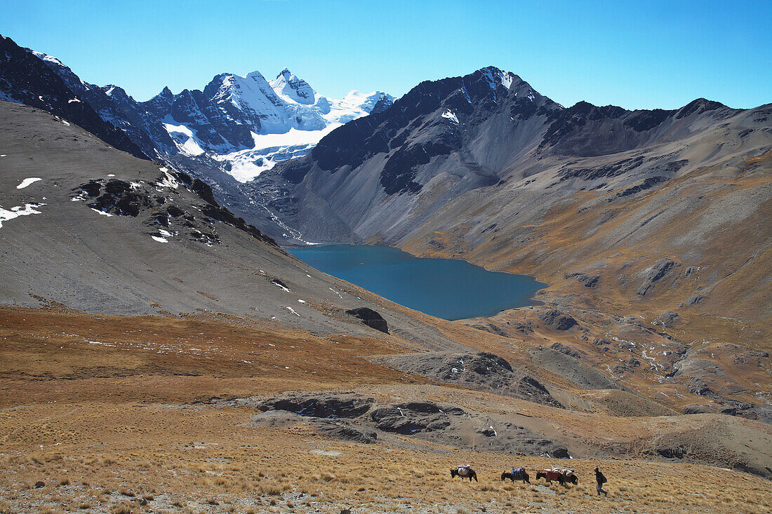 Donkeys Carrying Trekkers Luggage