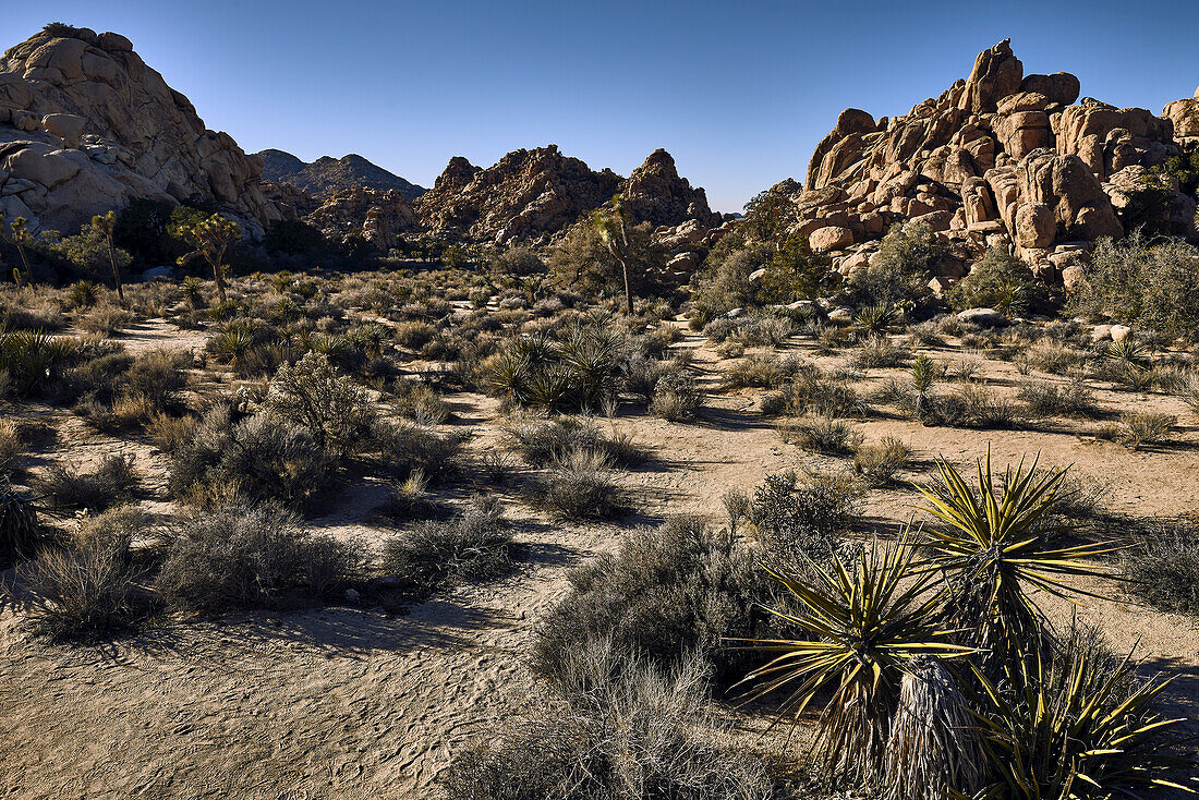 Joshua Tree National Park; Kalifornien, Vereinigte Staaten Von Amerika