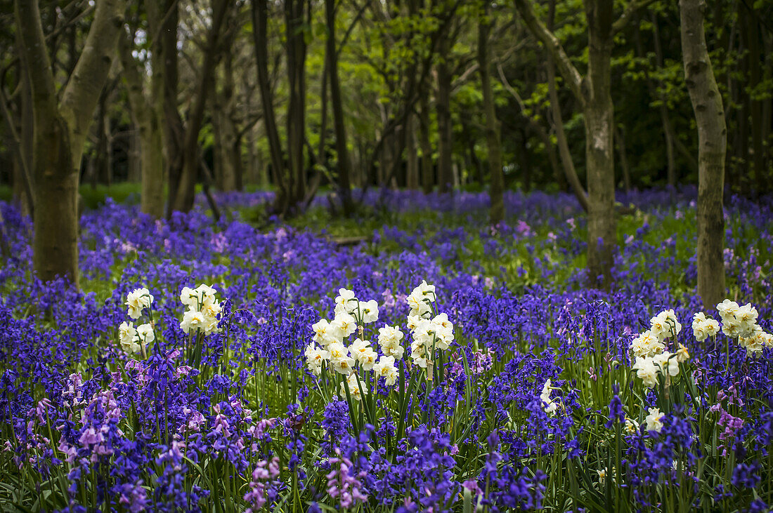 Blauglocken und Narzissen in einem Wald im Frühling; Seaton Delaval, Northumberland, England.