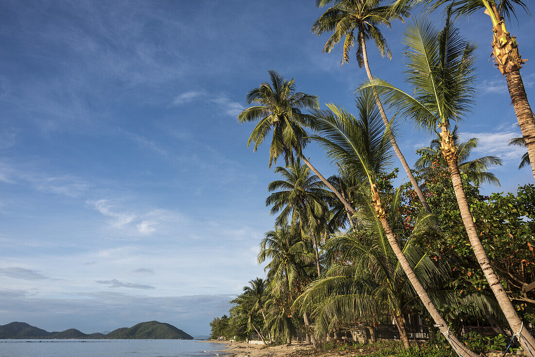 Palm Trees Line The Beach Along The Gulf Of Thailand Under A Blue Sky; Ko Samui, Chang Wat Surat Thani, Thailand