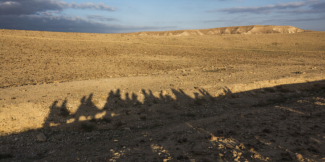 Schatten von Touristen, die in einer Reihe auf Kamelen reiten, und eine Landschaft in der judäischen Wüste; Ezor Beer Sheva, Südbezirk, Israel