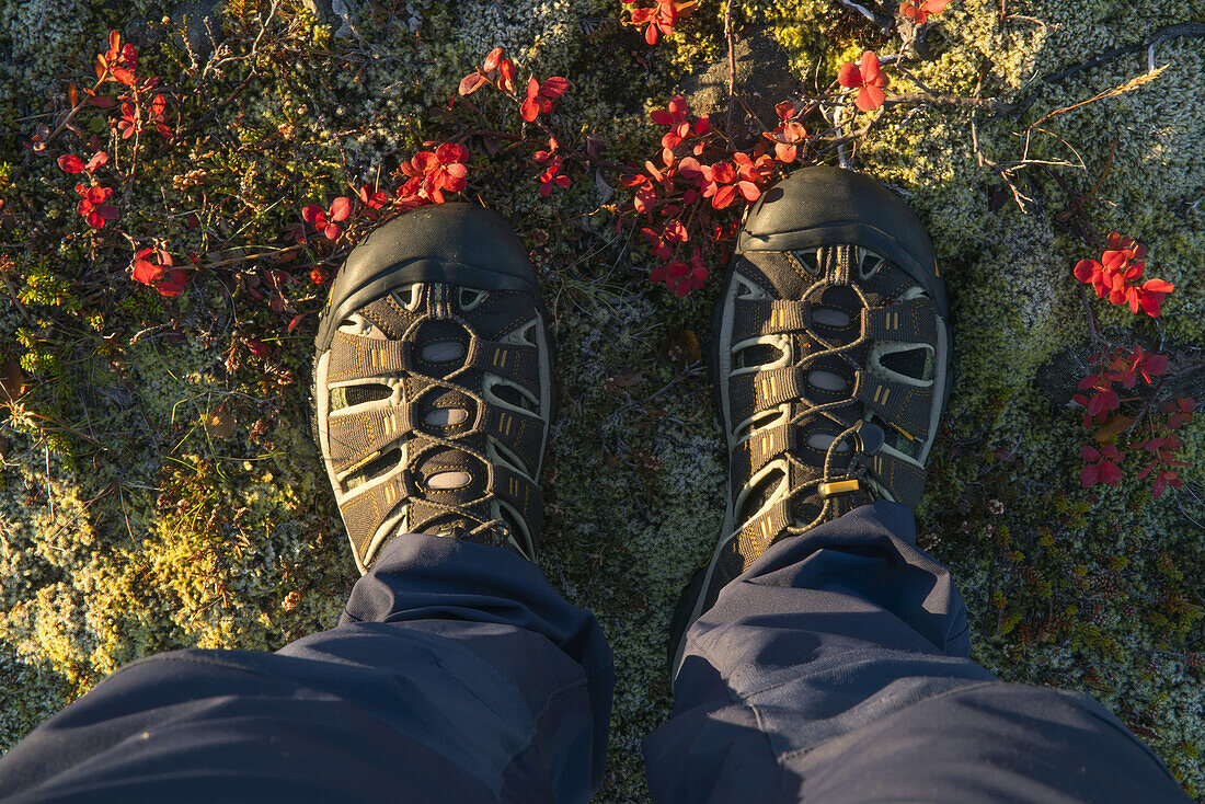Stehende Füße in der farbenfrohen Tundra entlang der isländischen Südküste; Island