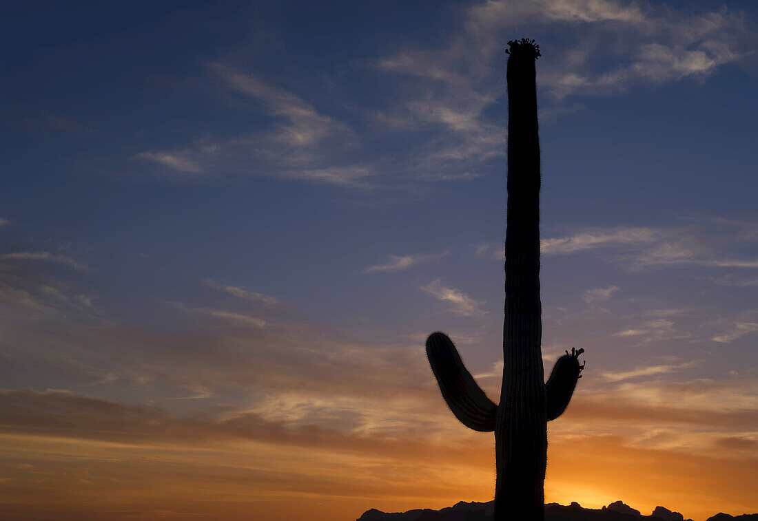 Saguaro cactus (Carnegiea gigantea) in Lost Dutchman State Park, near Apache Junction; Arizona, United States of America