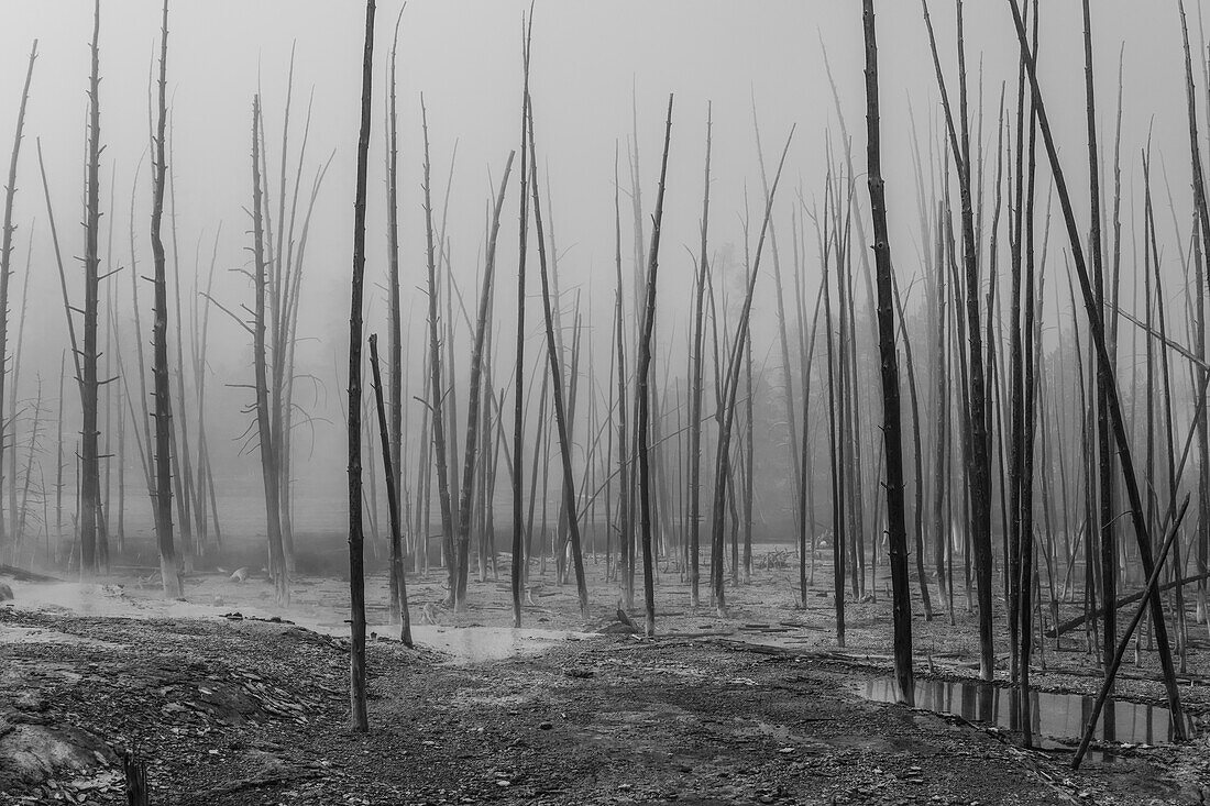 Tote Bäume, Cistern Spring, Norris Basin, Yellowstone National Park; Wyoming, Vereinigte Staaten von Amerika