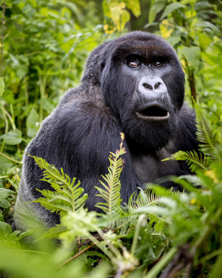 A Gorilla from the Giranzea Gorilla family sitting in the lush foliage with it's mouth open; Northern Province, Rwanda