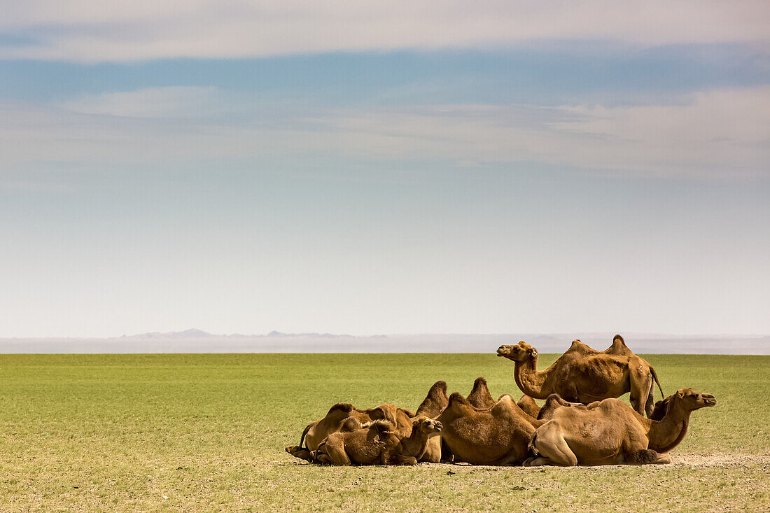 Kamele in der Wüste Gobi; Ulaanbaatar, Ulaanbattar, Mongolei