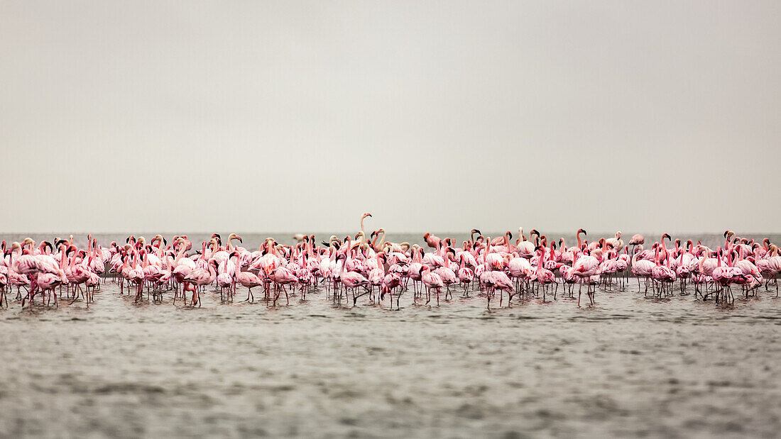 Ein großer Schwarm Flamingos steht im seichten Wasser der Walvis Bay; Sossusvlei, Hardap Region, Namibia.
