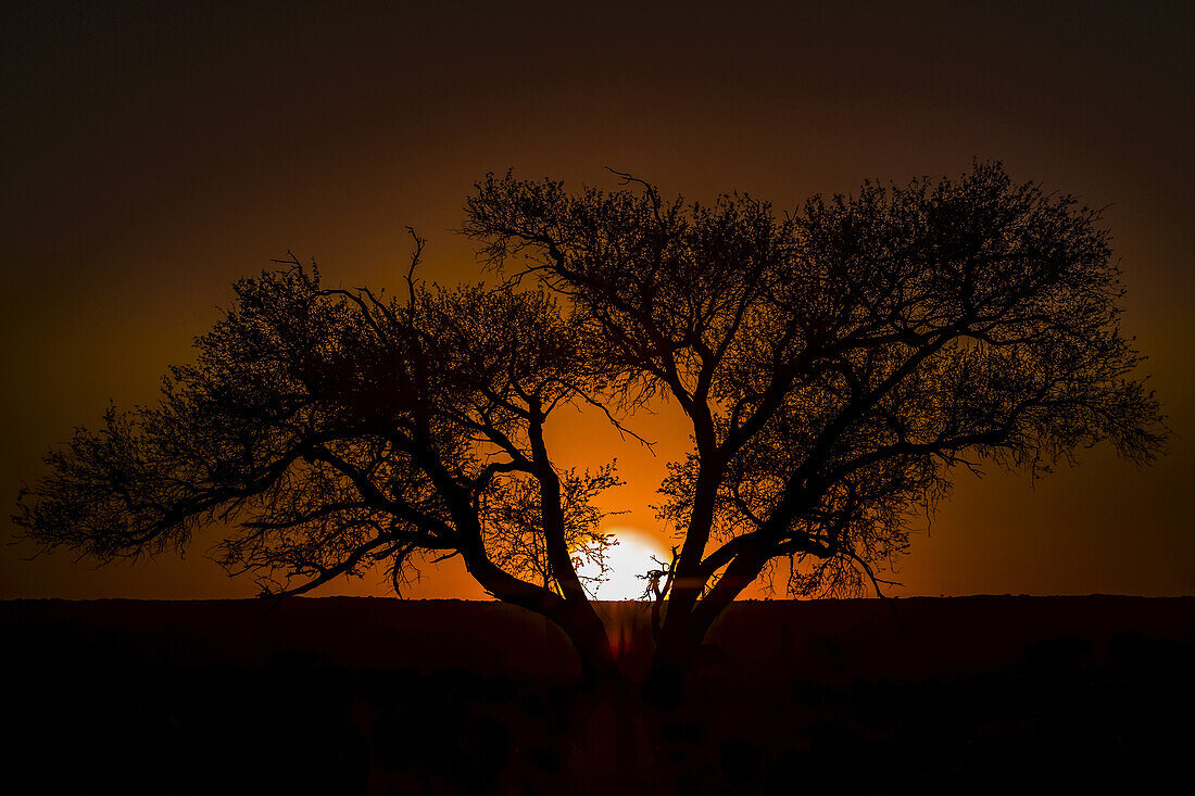 Silhouette eines Baumes mit dem glühenden Sonnenuntergang, der hinter dem Horizont versinkt; Sossusvlei, Hardap Region, Namibia