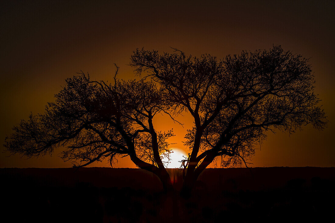 Silhouette of a tree with the glowing sunset sinking behind the horizon; Sossusvlei, Hardap Region, Namibia
