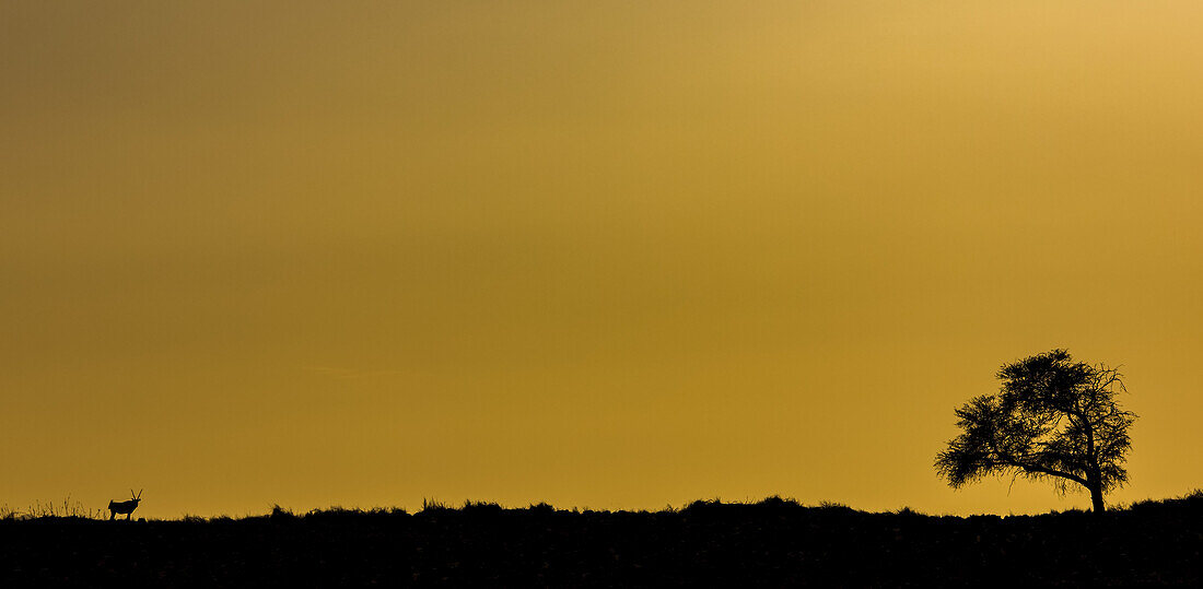 Silhouette eines Baumes und einer Antilope vor einem goldenen Himmel; Sossusvlei, Hardap-Region, Namibia.