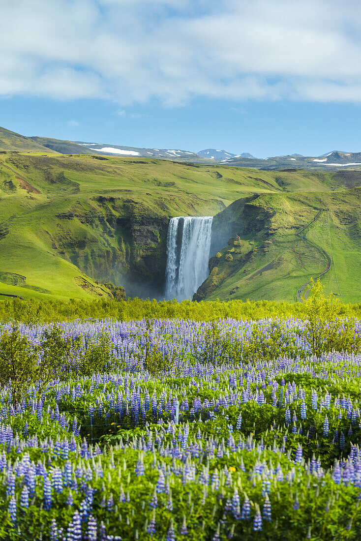 Lupins bloom in front of Skogafoss waterfall; Skoga, Iceland