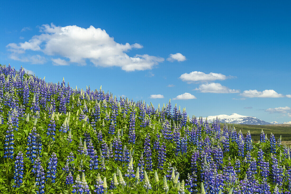 Lupins in bloom on hillside; Geysir, Iceland