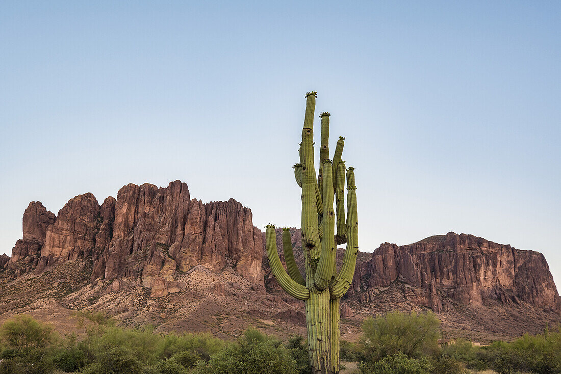 Lost Dutchman State Park mit Superstition Mountain im Hintergrund, nahe Apache Junction; Arizona, Vereinigte Staaten von Amerika