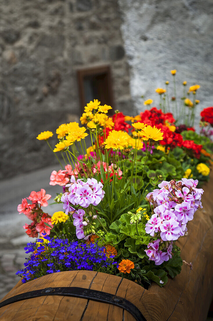 Bunte, blühende Blumen in einem hölzernen Übertopf mit einer Steinmauer im Hintergrund entlang der alten Kopfsteinpflasterstraßen von Dolonne, in der Nähe von Courmayeur; Aostatal, Italien.