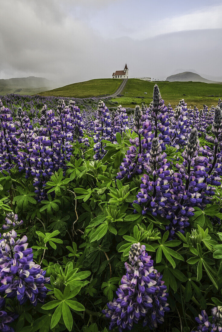 Wilde Lupinen in der isländischen Landschaft unter dramatischem Himmel und eine Straße, die zu einer Kirche in der Ferne führt, Halbinsel Snaefellsness; Island