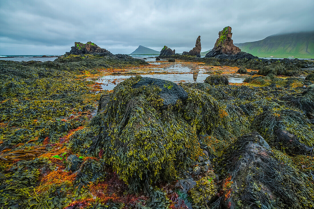 Die Ebbe offenbart eine üppige Welt des Lebens unter Wasser entlang der Strandir-Küste; Djupavik, Westfjorde, Island