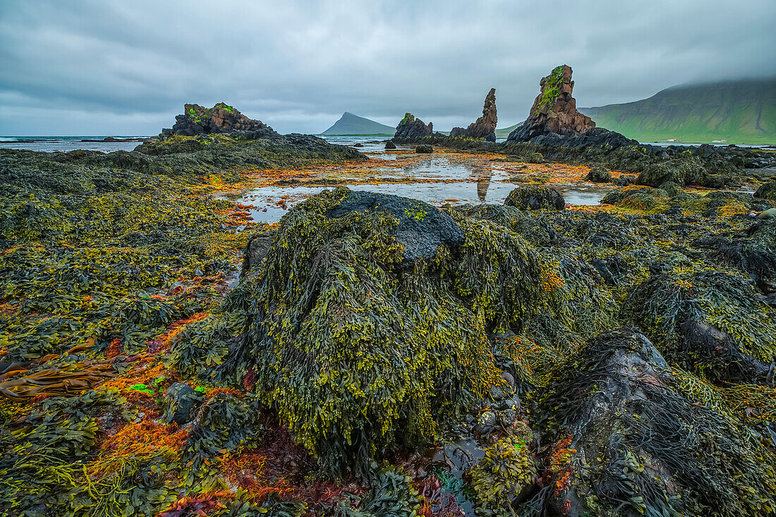 The low tide reveals a lush world of life under the water along the Strandir Coast; Djupavik, West Fjords, Iceland