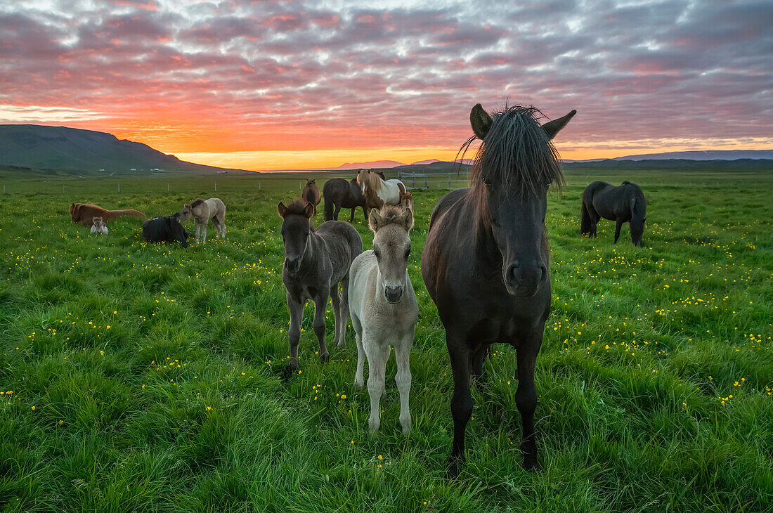 Islandpferde auf einer Wiese bei Sonnenuntergang; Hofsos, Island