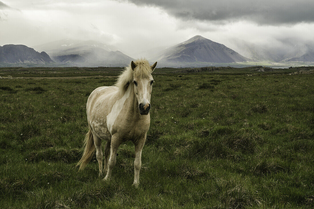 Islandpferd auf einer Wiese; Island