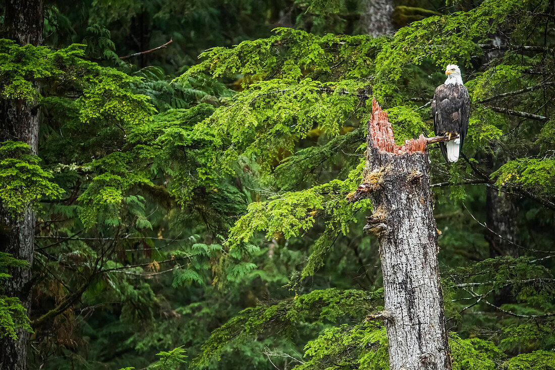 Weißkopfseeadler (Haliaeetus leucocephalus) sitzt in einem Baum im Great Bear Rainforest; Hartley Bay, British Columbia, Kanada.